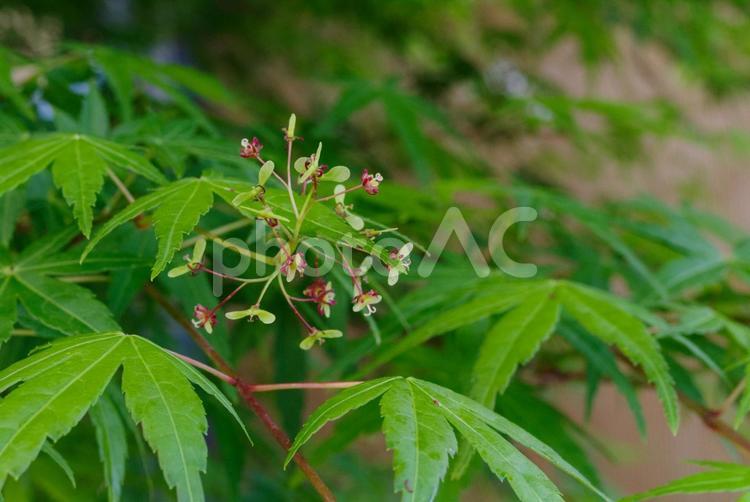 もみじの新緑と花 もみじ,新緑,花の写真素材