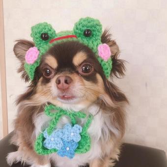 蛙だワン 蛙だワン 犬,チワワ,ペットの写真素材
