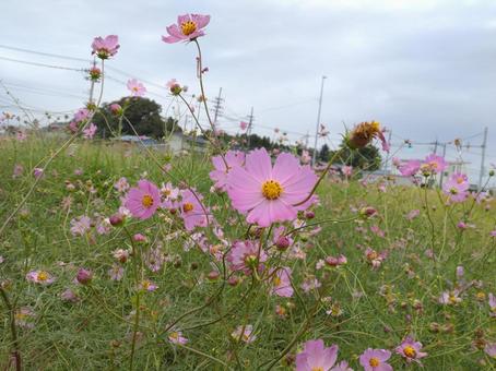 コスモス コスモス,花,自然の写真素材