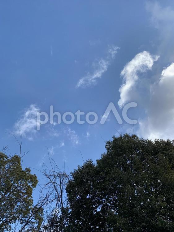 空　晴れ　木 自然,風景,景色の写真素材