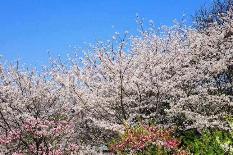 桜の木 桜,たくさん,いっぱいの写真素材