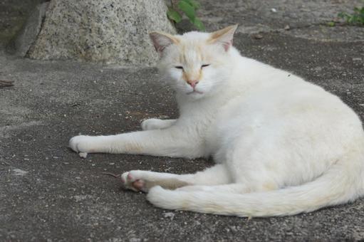 ねこ ねこ にゃんこ,可愛い,野良猫の写真素材