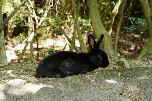 広島 大久野島 うさぎ島のうさぎ12 広島 大久野島 うさぎ島のうさぎ12 黒うさぎ,うさぎ,兎の写真素材
