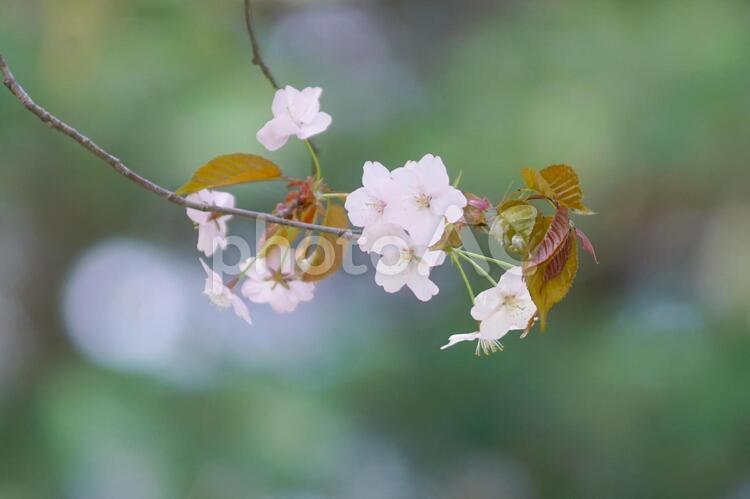 満開に咲き誇る桜並木 桜,花,空の写真素材