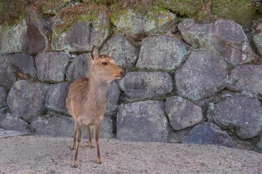Deer of Miyajima in Aki, JPG