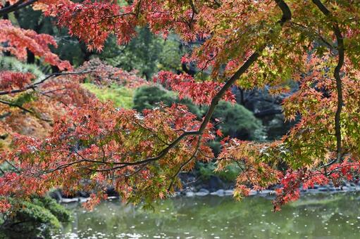 日比谷公園.紅葉 秋,自然,風景の写真素材