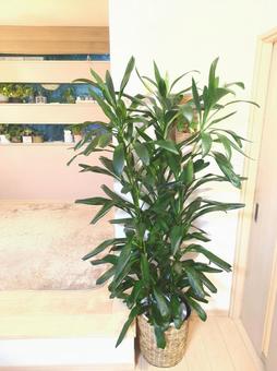 大型観葉植物　グローカル　10号鉢　特大 大型観葉植物,グローカル,観葉植物の写真素材