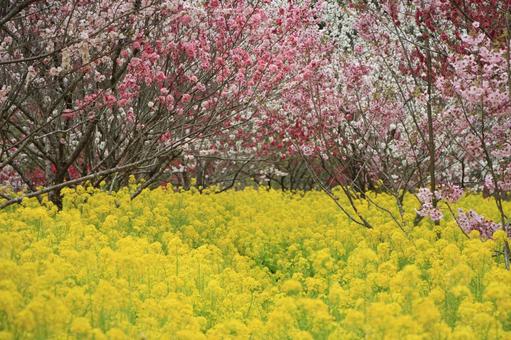 菜の花と桜 菜の花と桜 菜の花,桜,サクラの写真素材