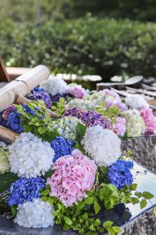 Hydrangea, JPG
