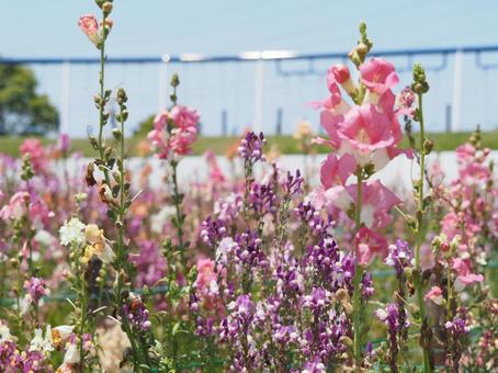 春の花 春の花の写真