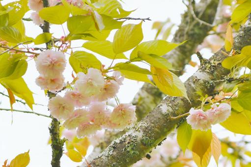 薄紅色の八重桜　普賢象 普賢象,桜,八重桜の写真素材