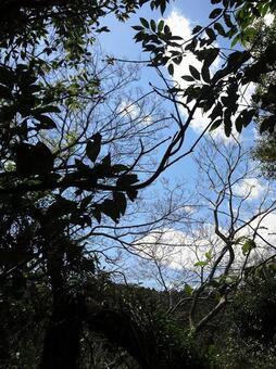 木と青空の写真