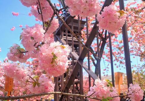 桜 桜の写真