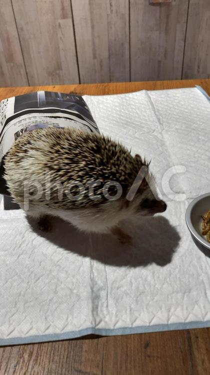 餌のところに行くハリネズミ ハリネズミ,可愛い,アニマルの写真素材