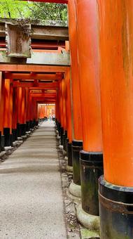 鳥居 伏見稲荷,鳥居,京都の写真素材