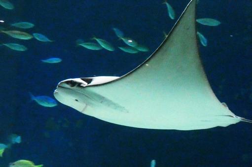 サンピアザ水族館の人気者 サンピアザ水族館の人気者の写真