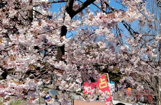 満開の桜 満開の桜の写真