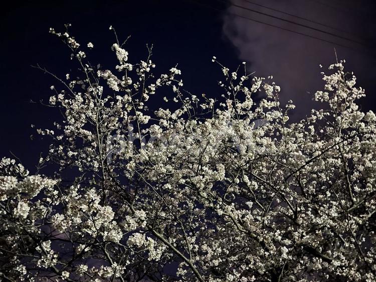 夜桜④（市原市北五井緑道公園） さくら,春,イベントの写真素材