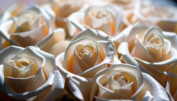 薔薇 薔薇の写真