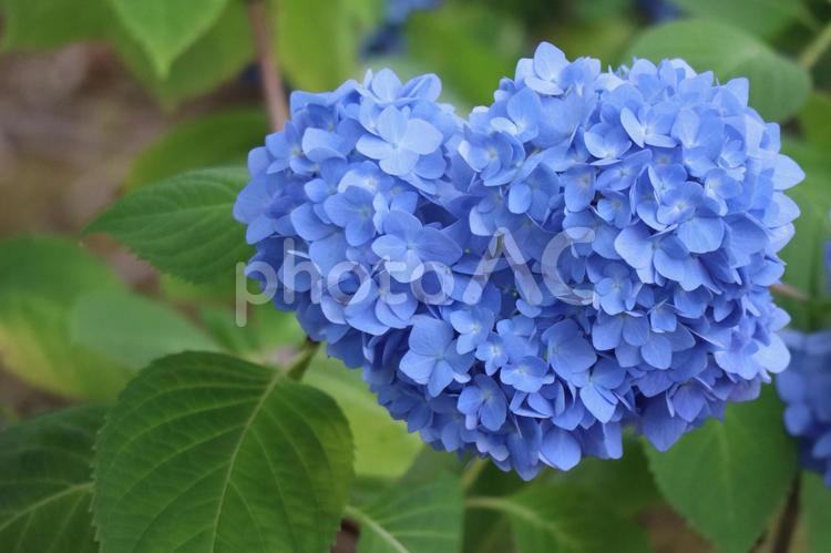 ハート型に見える青色の紫陽花の花のアップ ハート型,見える,青色の写真素材