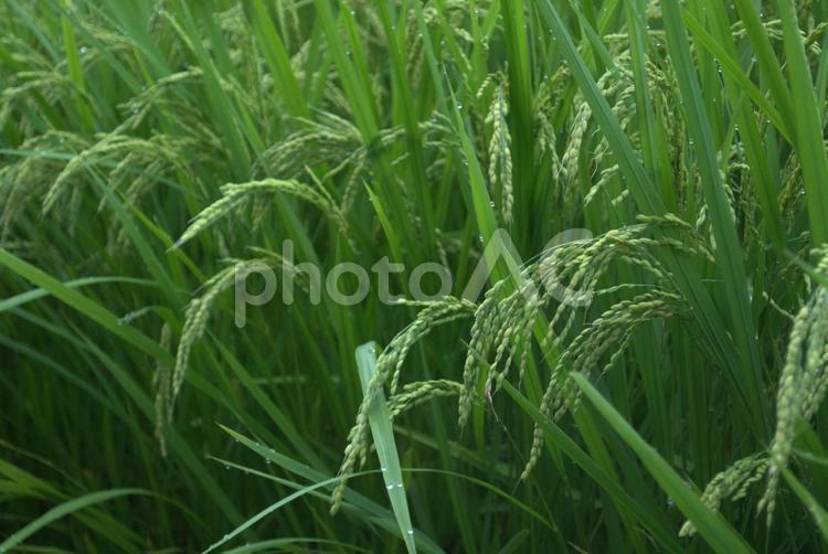 成長する夏の稲 稲,稲穂,稲作の写真素材