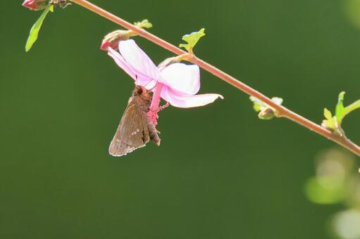 セセリチョウとピンクの花 セセリチョウとピンクの花の写真