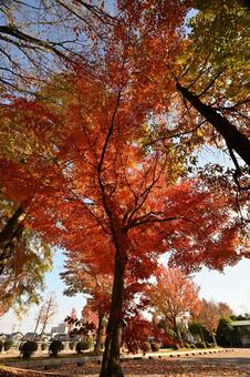 南砺市園芸植物園フローラルパーク 紅葉,もみじ,モミジの写真素材
