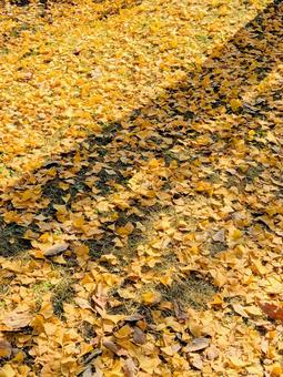 イチョウの葉っぱ イチョウ,紅葉,紅葉した葉の写真素材