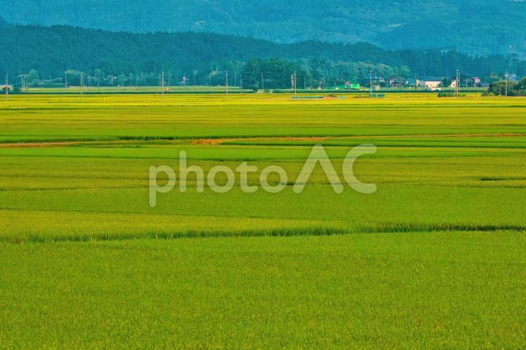 平野に広がる緑の田園風景 平野,田んぼ,水田の写真素材