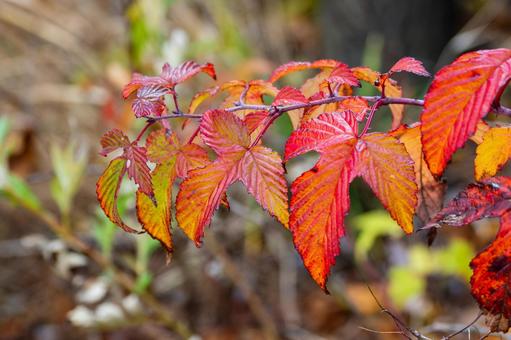 高原の赤い葉⑵の写真
