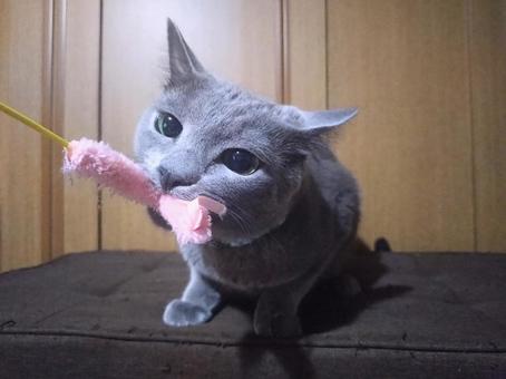 Photo, russian blue, cat, cute, 