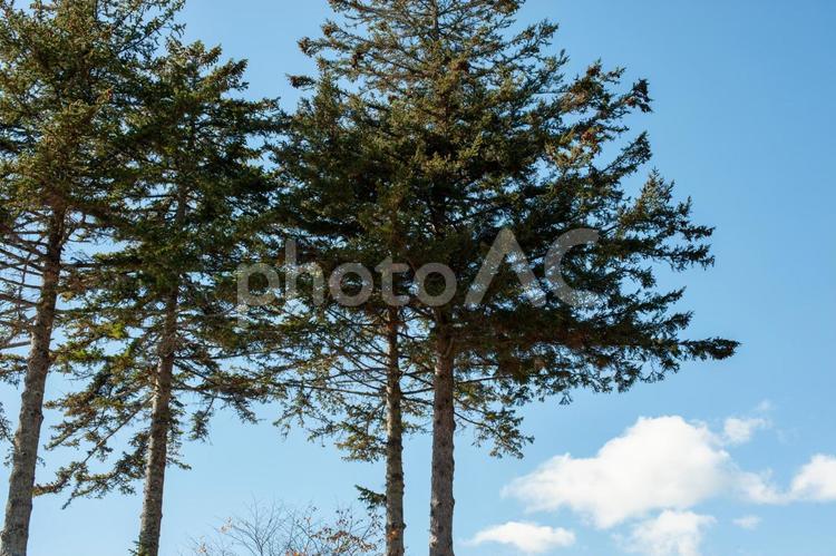 秋空と杉木 杉,杉の木,晴天の写真素材
