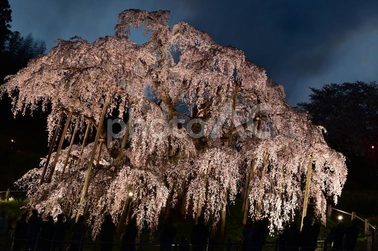 三春滝桜（夕暮れ→夜） 自然,曇り空,連なるの写真素材