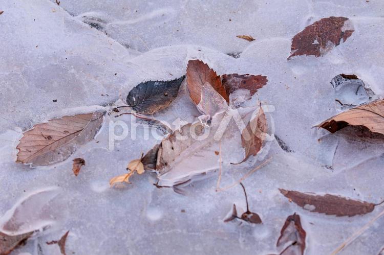 凍りついた落ち葉 水たまり,氷点下,氷の写真素材