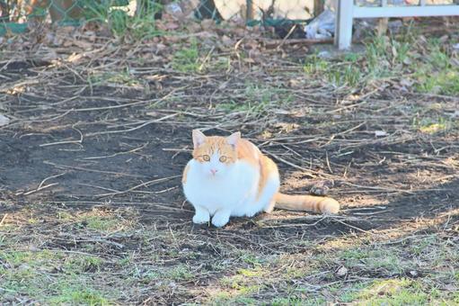 野良猫 野良猫の写真