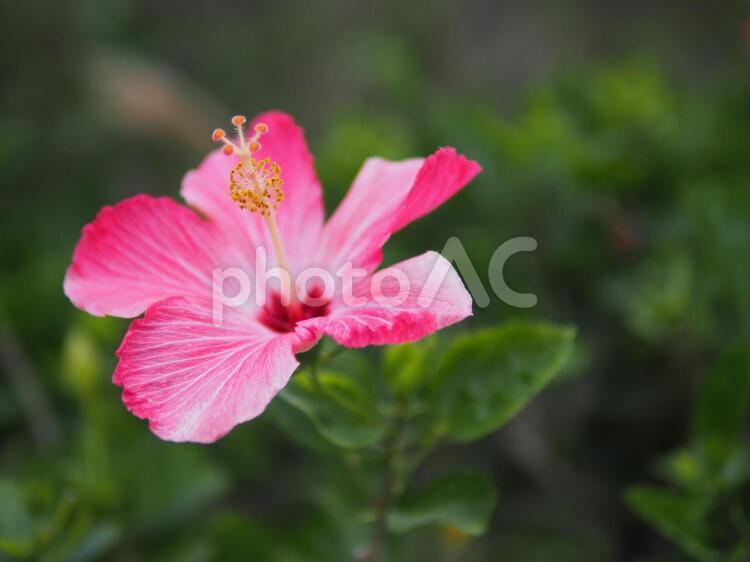 南国の花　ハイビスカス ハイビスカス,南国,花の写真素材