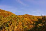 紅葉の秋、抱返り渓谷 旅行,景色,紅葉の名所の写真素材