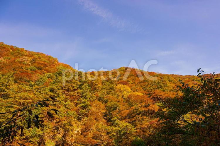 紅葉の秋、抱返り渓谷 旅行,景色,紅葉の名所の写真素材