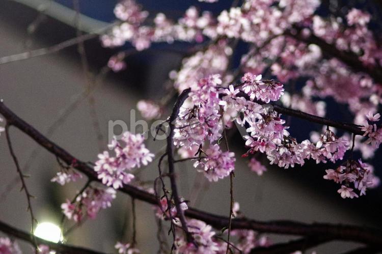 ピンクの夜桜と街灯の明かり 夜桜,桜,ピンクの写真素材