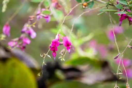 ミヤギノハギ⑵ ミヤギノハギ⑵ 花,ハギ,ミヤギノハギの写真素材