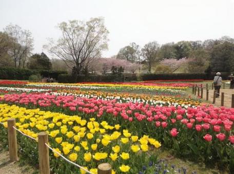 チューリップ畑 花壇 馬見丘陵公園 春 チューリップ畑 花壇 馬見丘陵公園 春 チューリップ,花壇,チューリップ畑の写真素材