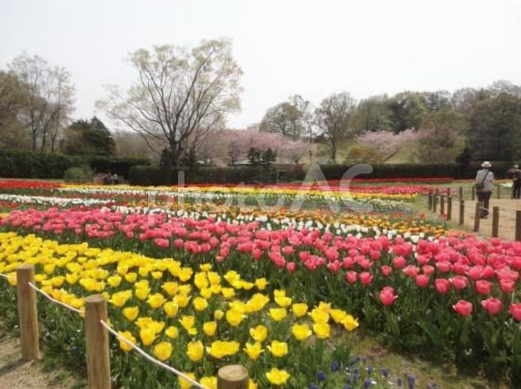 チューリップ畑　花壇　馬見丘陵公園　春　 チューリップ,花壇,チューリップ畑の写真素材