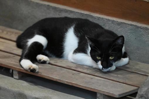 京都浄瑠璃寺のにゃんこ 京都浄瑠璃寺のにゃんこの写真