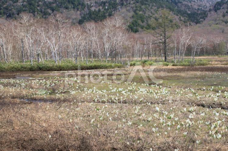尾瀬の水芭蕉 尾瀬,水芭蕉,尾瀬ヶ原の写真素材