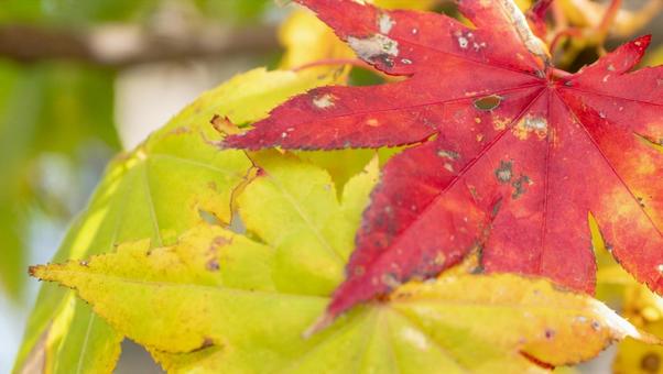 紅葉のイメージ 2 紅葉のイメージ 2の写真