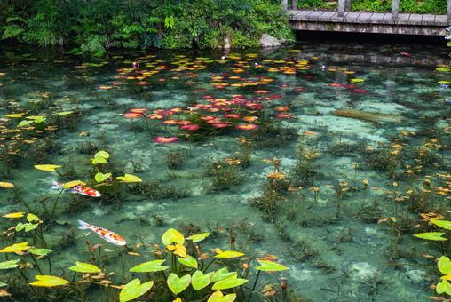 モネの池 モネの池 モネの池,湧水,透明度の写真素材
