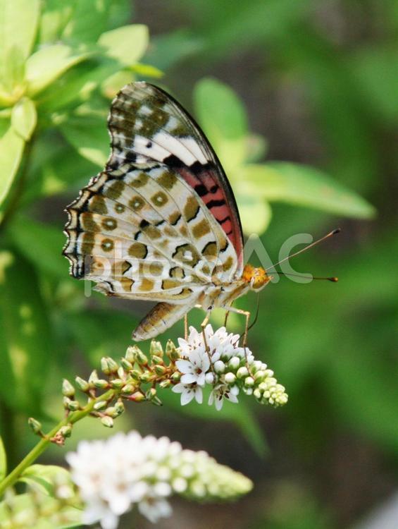 オカトラノオ・岡虎の尾　チョウ　マクロ オカトラノオ,草花,総状花序の写真素材