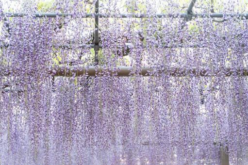光あふれる藤の花のトンネル② 光あふれる藤の花のトンネル② 藤,花,春の写真素材