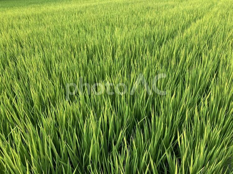 夏の稲背景素材 夏,稲,背景の写真素材