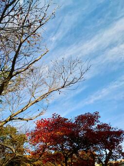 筋雲の青空を見上げる冬の枝と赤い紅葉 冬木立,紅葉,晩秋の写真素材